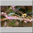Ischnura elegans - Grosse Pechlibelle 01b.jpg
